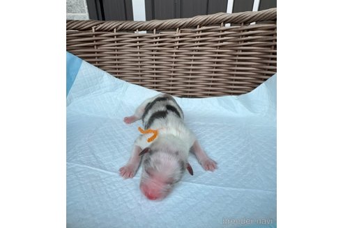 成約済の山梨県のオーストラリアンシェパード-331587の4枚目