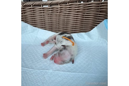 成約済の山梨県のオーストラリアンシェパード-331587の2枚目