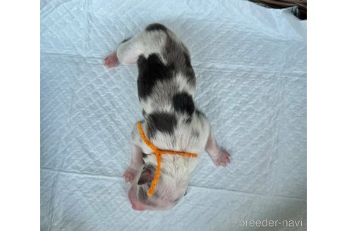 成約済の山梨県のオーストラリアンシェパード-331587の3枚目