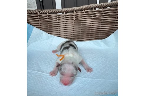 成約済の山梨県のオーストラリアンシェパード-331587の1枚目