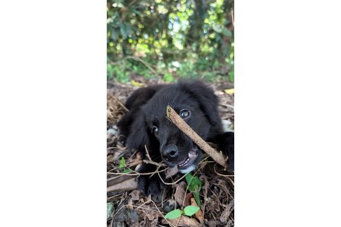 成約済の宮崎県のミックス犬-326425の2枚目