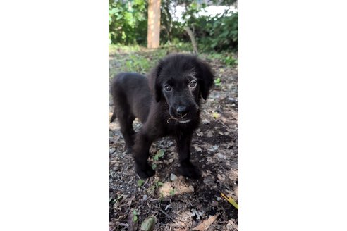 成約済の宮崎県のミックス犬-326425の3枚目