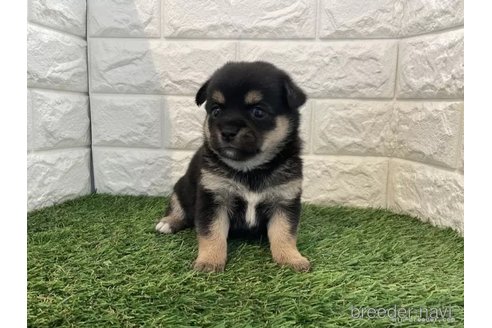 成約済の北海道のミックス犬-331605の2枚目