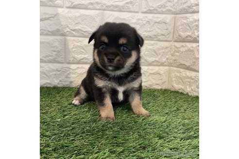 成約済の北海道のミックス犬-331605の3枚目