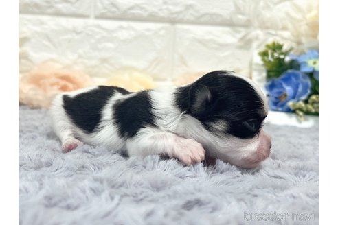 成約済の福岡県のチワマル:チワワ×マルチーズ-331350の20枚目