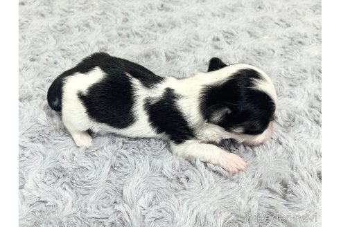 成約済の福岡県のチワマル:チワワ×マルチーズ-331350の19枚目
