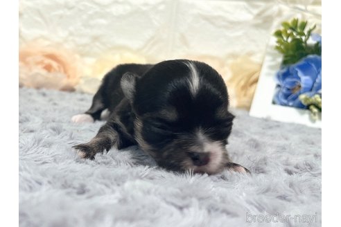 成約済の福岡県のチワマル:チワワ×マルチーズ-331351の17枚目