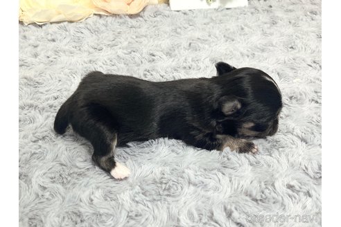 成約済の福岡県のチワマル:チワワ×マルチーズ-331351の14枚目
