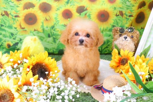 成約済の愛知県のティーカッププードル-326051の58枚目