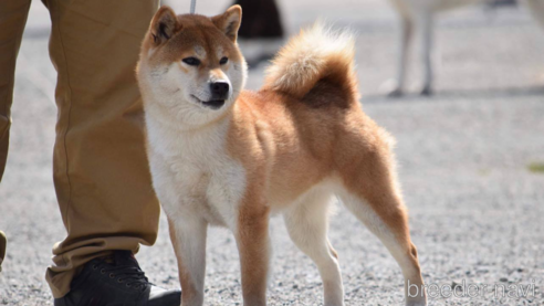 山椒号　桑名三共荘ちゃん1枚目