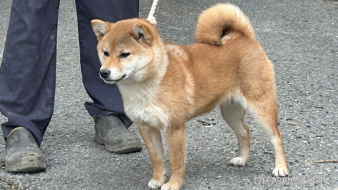広瀬の桃桜号　遠州広瀬荘ちゃん1枚目