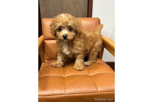 成約済の京都府のビションプー:ビションフリーゼ×トイプードル-331665の4枚目
