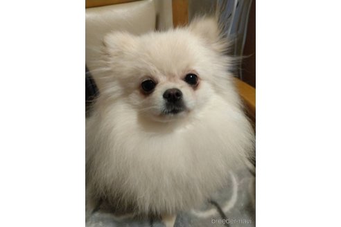 ピオーネちゃん1枚目