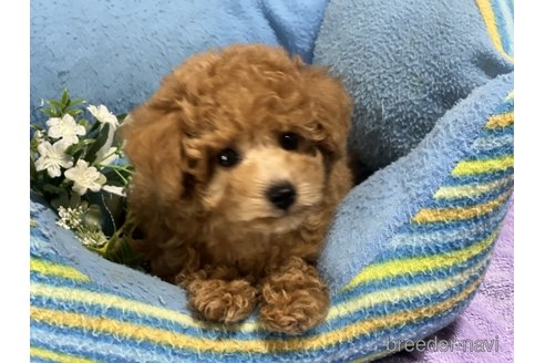 成約済の栃木県のトイプードル-331701の2枚目