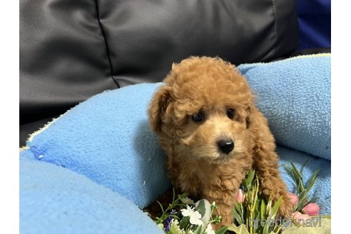 成約済の栃木県のトイプードル-331701の4枚目