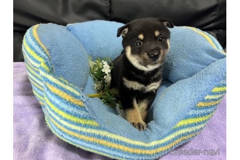 成約済の栃木県の柴犬-331704の2枚目