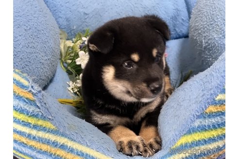 成約済の栃木県の柴犬-331704の1枚目