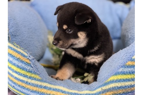 成約済の栃木県の柴犬-331704の3枚目