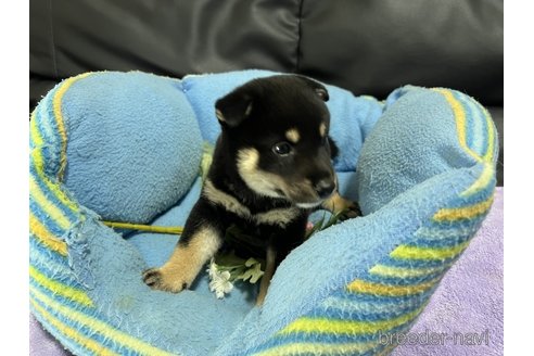 成約済の栃木県の柴犬-331704の4枚目