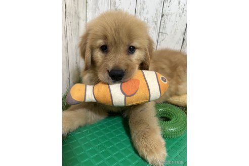 子犬