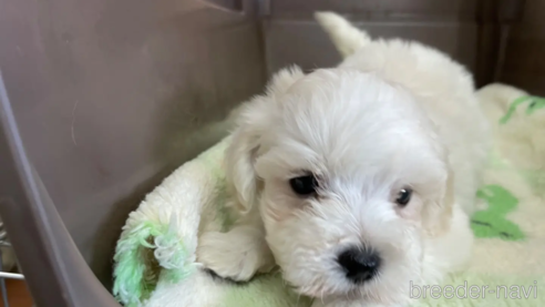 成約済の愛媛県のマルプー:マルチーズ×トイプードル-325205の2枚目