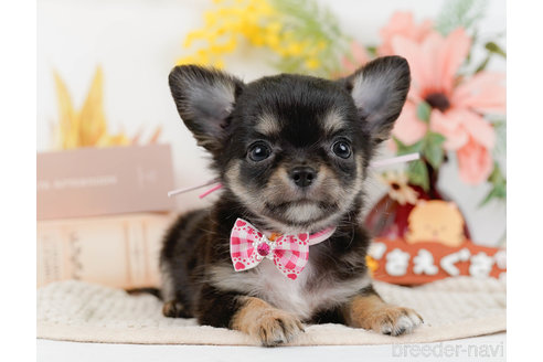 成約済の神奈川県のチワワ(ロングコート)-331726の10枚目