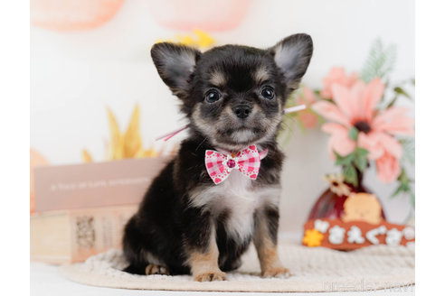 成約済の神奈川県のチワワ(ロングコート)-331726の9枚目