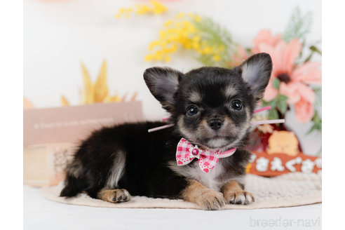 成約済の神奈川県のチワワ(ロングコート)-331726の8枚目