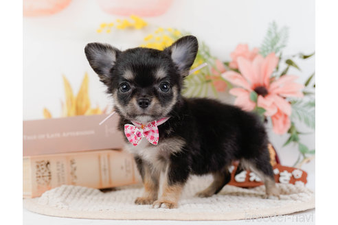 成約済の神奈川県のチワワ(ロングコート)-331726の7枚目