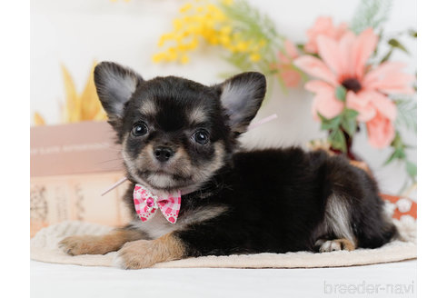 成約済の神奈川県のチワワ(ロングコート)-331726の6枚目