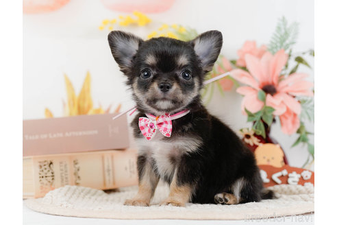 成約済の神奈川県のチワワ(ロングコート)-331726の5枚目