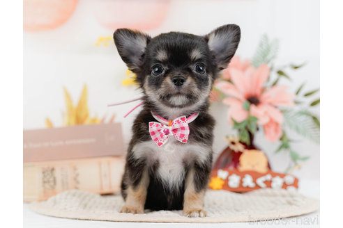 成約済の神奈川県のチワワ(ロングコート)-331726の1枚目