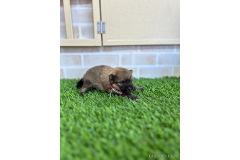 成約済の北海道のポメラニアン-331761の9枚目