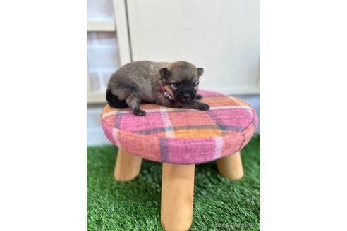 成約済の北海道のポメラニアン-331761の12枚目