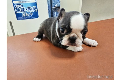 成約済の愛知県のボストンテリア-331763の5枚目