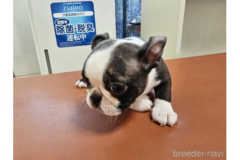成約済の愛知県のボストンテリア-331763の7枚目