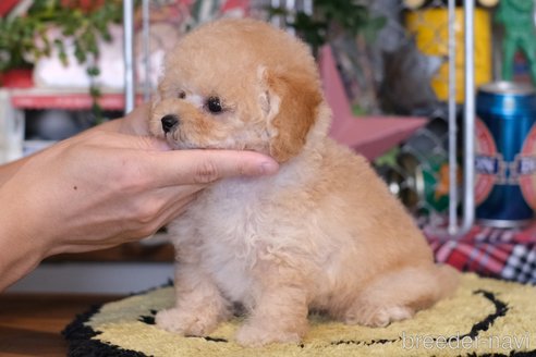 成約済の群馬県のティーカッププードル-329344の5枚目