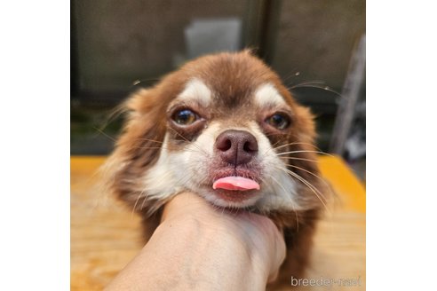 チョコちゃん1枚目