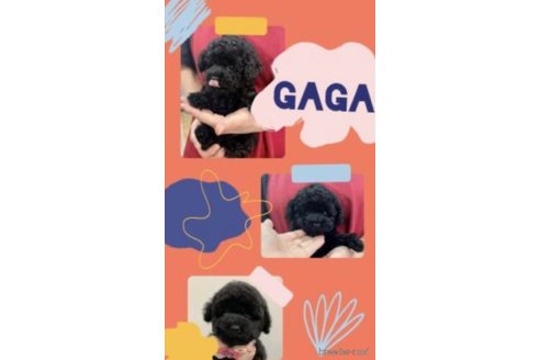 GAGAちゃん1枚目
