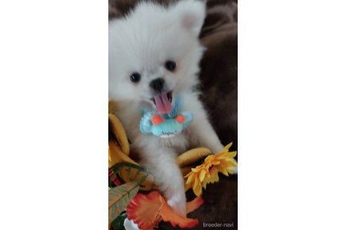 成約済の奈良県のミックス犬-331787の2枚目