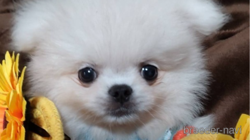 成約済の奈良県のミックス犬-331787の1枚目