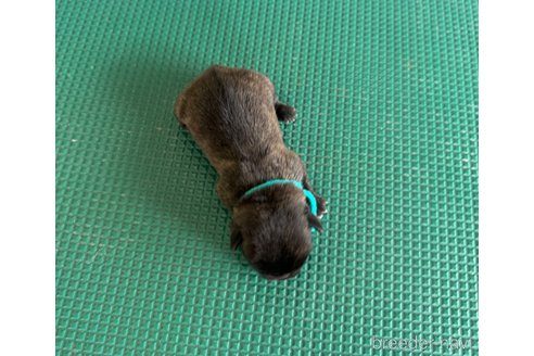 成約済の山梨県のミックス犬-331792の7枚目