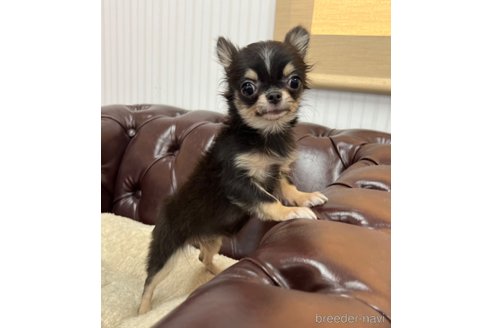 成約済の香川県のチワワ(ロングコート)-331791の11枚目