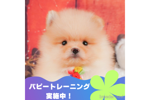 成約済の静岡県のポメラニアン-331812の1枚目