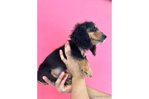 成約済の栃木県のミニチュアダックスフンド(ロングヘアード)-331814の3枚目