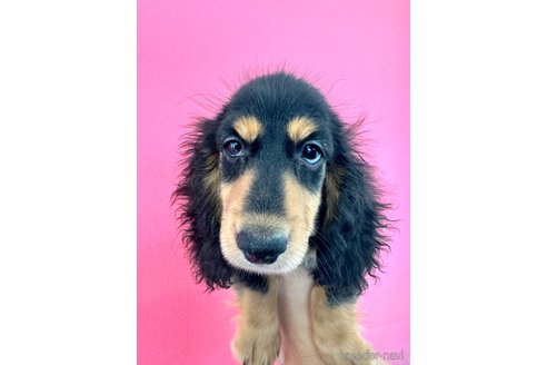 成約済の栃木県のミニチュアダックスフンド(ロングヘアード)-331814の6枚目