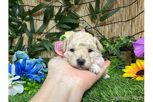 成約済の愛知県のトイプードル-331823の16枚目