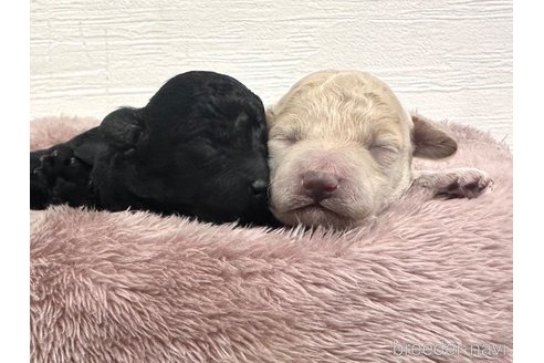 成約済の愛知県のトイプードル-331823の10枚目