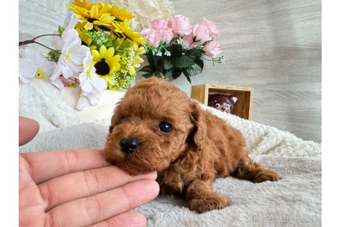 成約済の京都府のタイニープードル-331827の3枚目