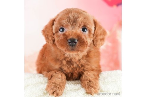 成約済の埼玉県のトイプードル-331836の1枚目